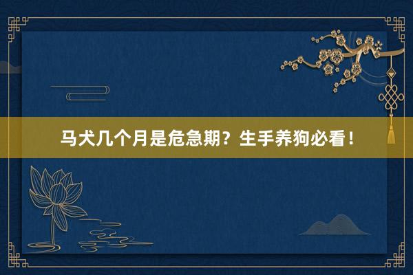 马犬几个月是危急期?生手养狗必看!